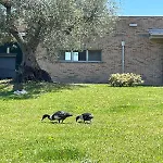 Apartment Borsacchio - Colle Magnone
